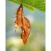 Passiflora Butterflies 10 larvae unidentified Heliconius and allied species 